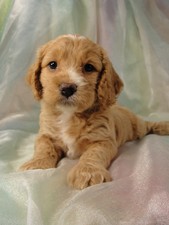 Female Cockapoo Puppy for Sale #15 Born July 5, 2011